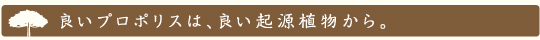 良いプロポリスは、良い起源植物から。